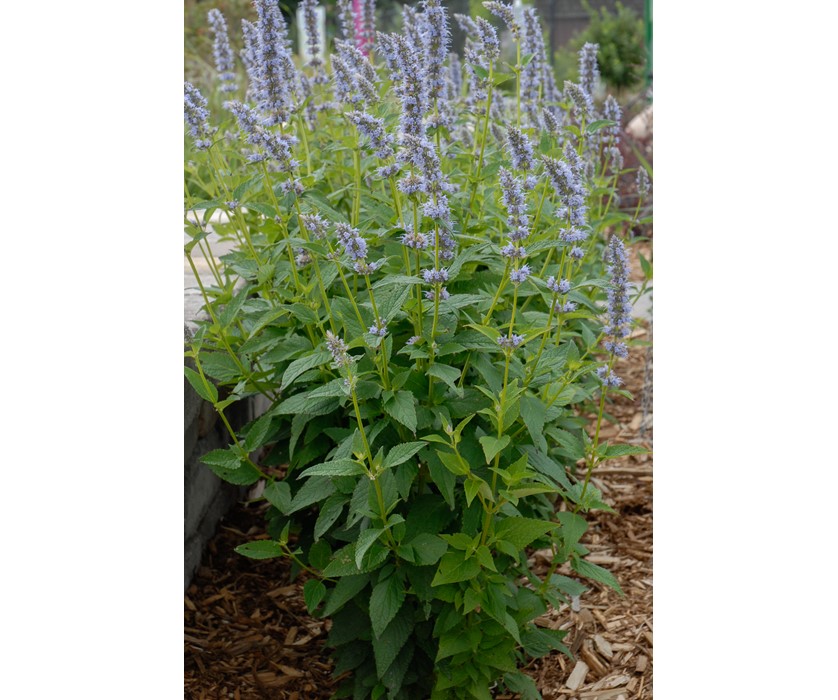 Blue Fortune Hyssop